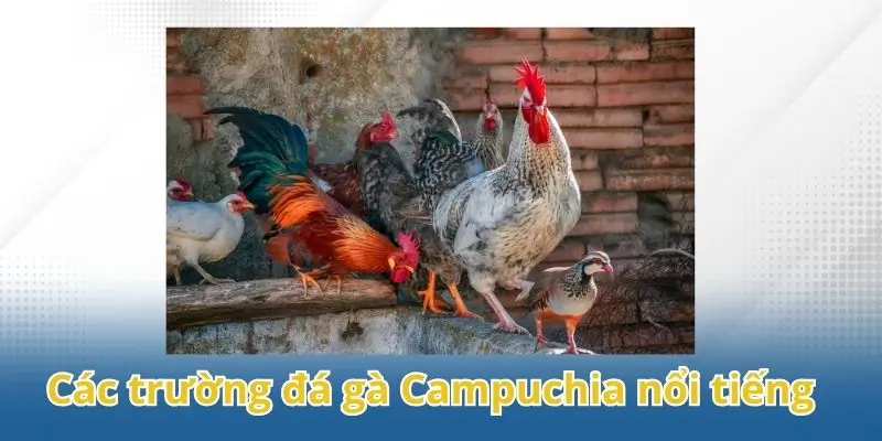 Khám phá các trường đá gà Campuchia nổi tiếng thế giới