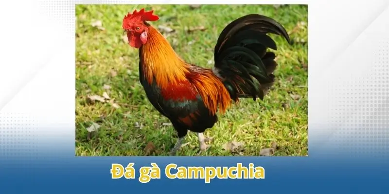 đá gà campuchia