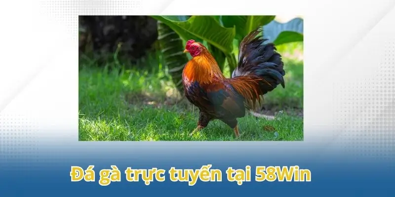 Tìm hiểu về sảnh đá gà trực tuyến chuyên nghiệp 58Win