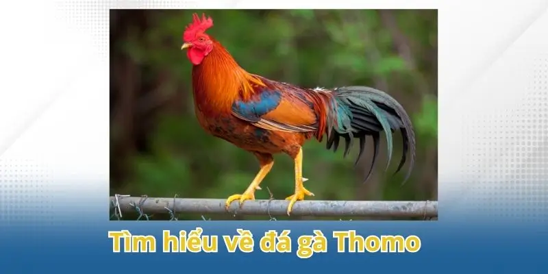 Đặc điểm nổi bật của hình thức đá gà Thomo hấp dẫn từ 58Win